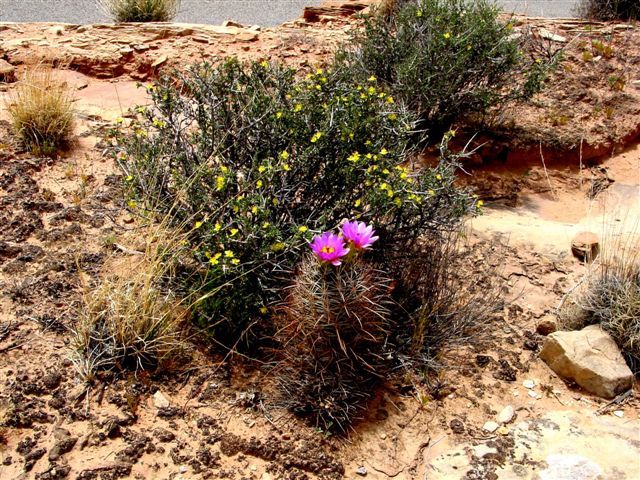 MoabFlowers (1092)